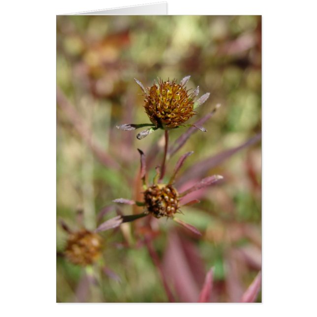 Seeds of Change (Front)