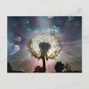 Seeds of Light and Life Postcard