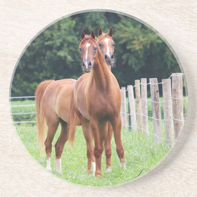 Seeing Double- BOGO Colts Sandstone Coaster (Front)