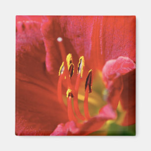 Seeing Red Magnet