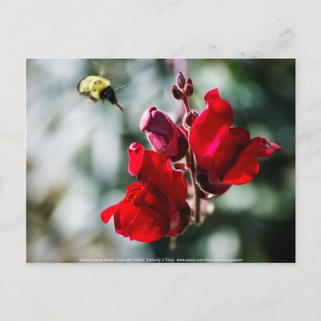 Seeking Sweet Nectar Postcard (Front)