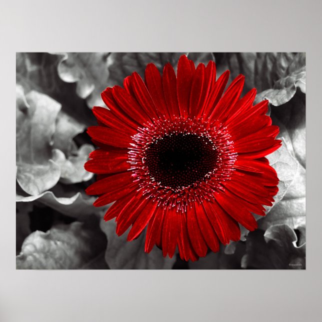 seen red poster (Front)