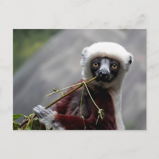 Sefaka Lemur Wildlife Animal Photo Postcard (Front)
