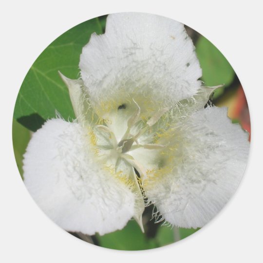Sego Lily stickers