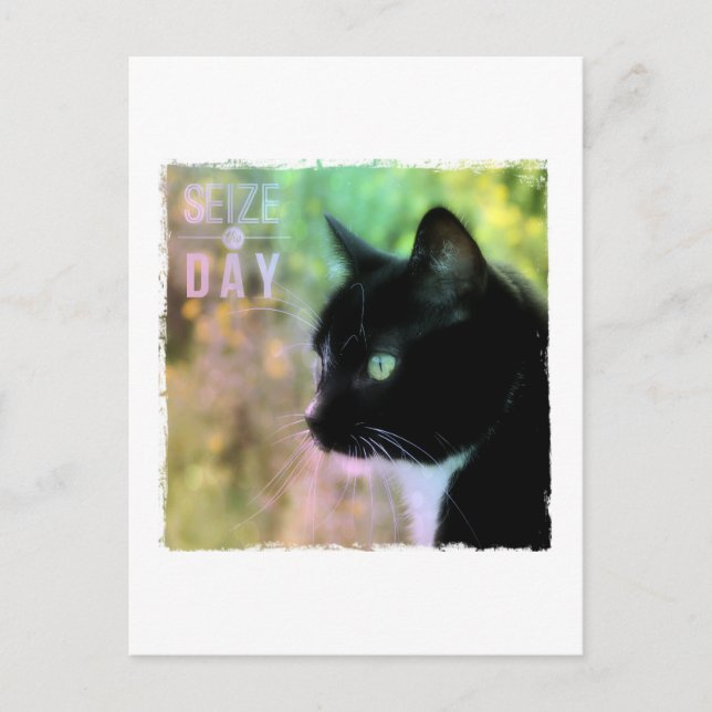 Seize the Day Cat Postcard (Front)