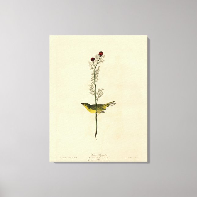 Selby's Fly catcher - Audubon's Birds of America Canvas Print (Front)