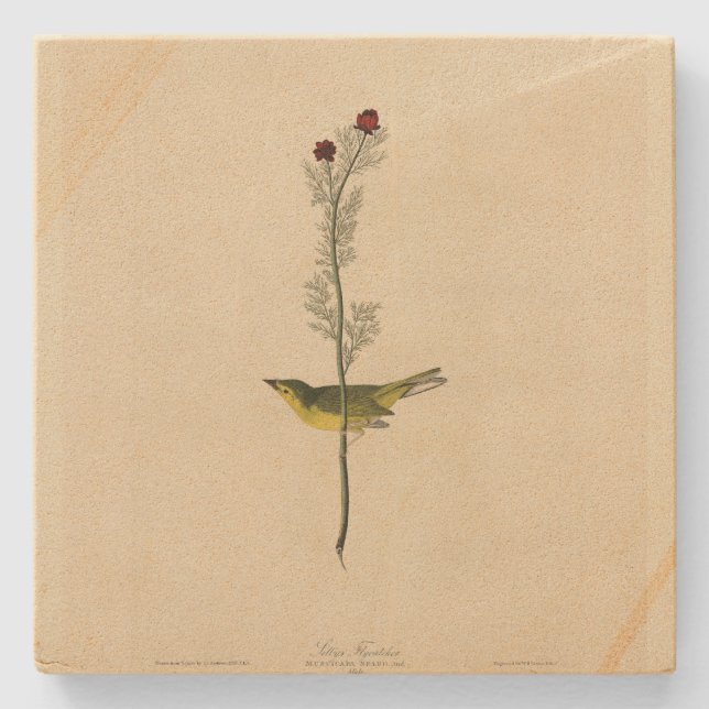 Selby's Fly catcher - Audubon's Birds of America Stone Coaster (Front)