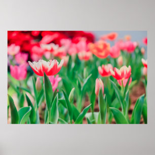 Select focus,  Amazing nature of Beautiful view Vi Poster