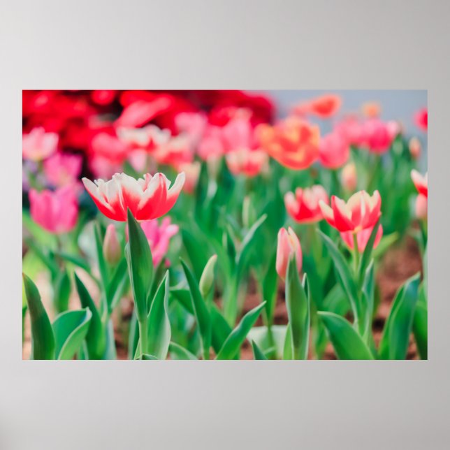 Select focus,  Amazing nature of Beautiful view Vi Poster (Front)