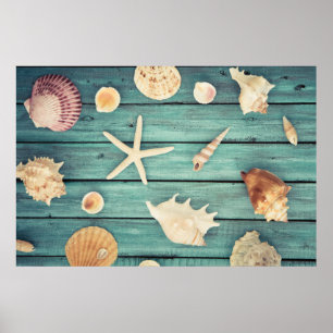 Selection Of Seashells Poster
