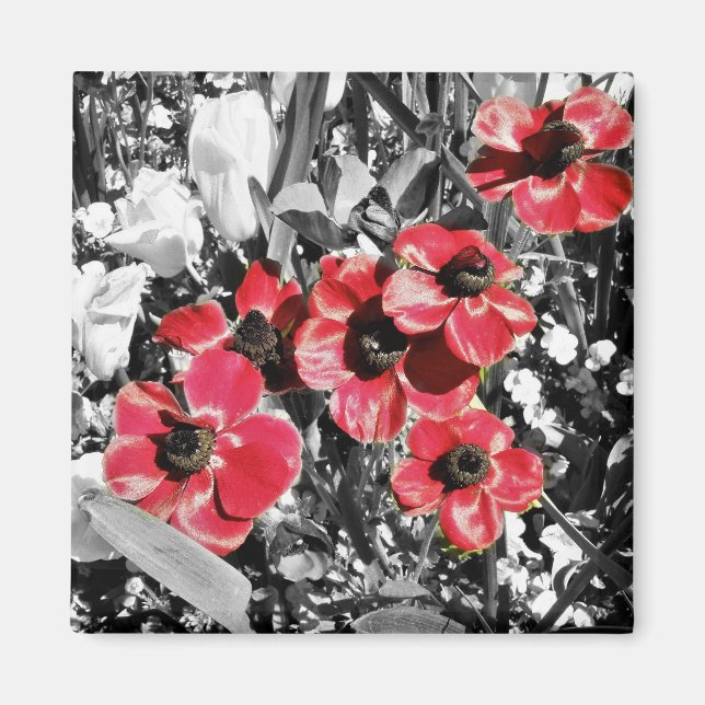 Selective Beauty - Anemone Blossoms Magnet (Front)