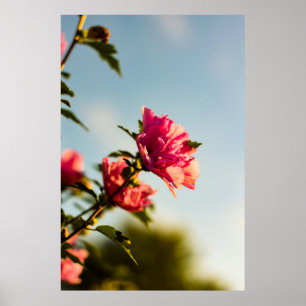 Selective focus photo of pink hibiscus flower poster