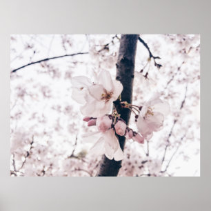 SELECTIVE FOCUS PHOTOGRAPHY OF WHITE AND PINK PETA POSTER