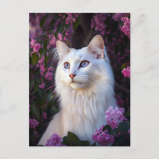 Selene the Turkish Angora Cat Postcard (Front)