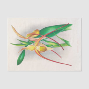 Selenipedium Grande (Orchid) by Jean Jules Linden Tissue Paper