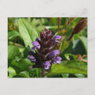Self-heal, Medicinal Plant, Unalaska Island Postcard