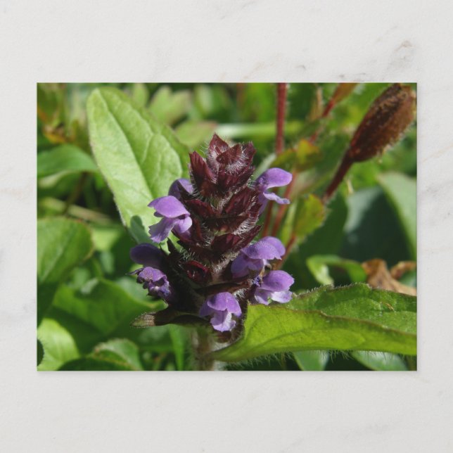 Self-heal, Medicinal Plant, Unalaska Island Postcard (Front)