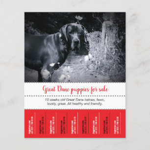 Selling Puppies Flyer
