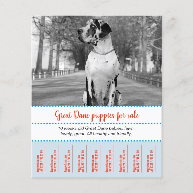 Selling Puppies Flyer (Front)