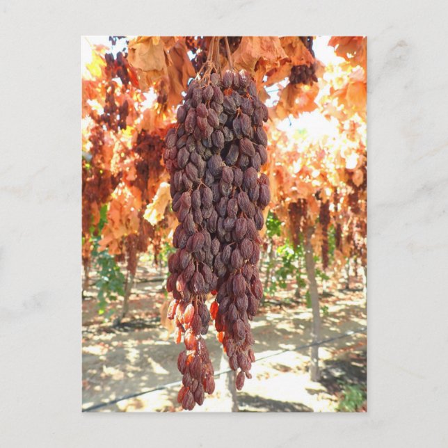 Selma Pete DOV Raisin Grapes Postcard (Front)