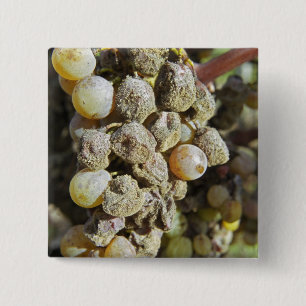 Semillon grapes with noble rot. at harvest time 15 cm square badge