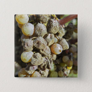 Semillon grapes with noble rot. at harvest time 15 cm square badge
