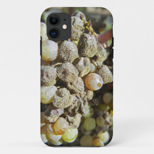 Semillon grapes with noble rot. at harvest time Case-Mate iPhone case