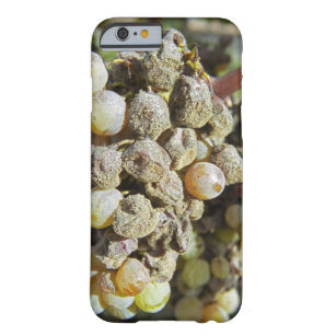 Semillon grapes with noble rot. at harvest time barely there iPhone 6 case