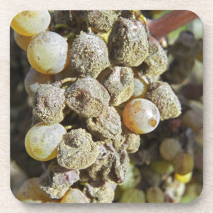 Semillon grapes with noble rot. at harvest time coaster