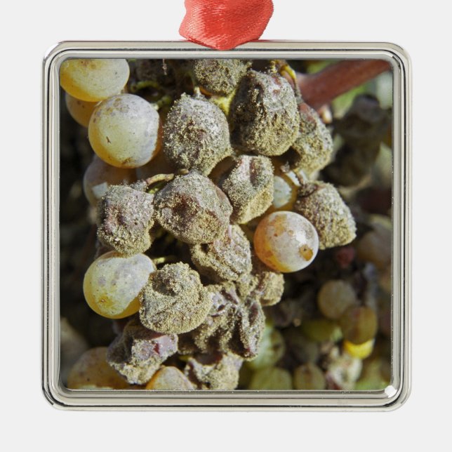 Semillon grapes with noble rot. at harvest time metal tree decoration (Front)