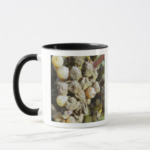 Semillon grapes with noble rot. at harvest time mug