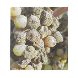 Semillon grapes with noble rot. at harvest time notepad