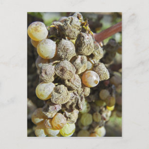 Semillon grapes with noble rot. at harvest time postcard