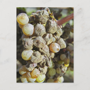 Semillon grapes with noble rot. at harvest time postcard