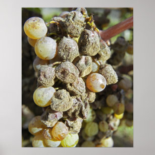 Semillon grapes with noble rot. at harvest time poster