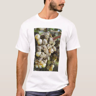 Semillon grapes with noble rot. at harvest time T-Shirt