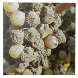 Semillon grapes with noble rot. at harvest time tile
