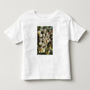 Semillon grapes with noble rot. at harvest time toddler T-Shirt