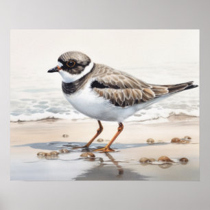 Semipalmated Plover Bird Art Print Poster
