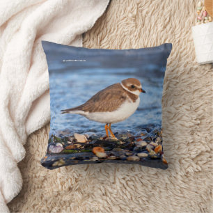 Semipalmated Plover Shorebird at the Beach Cushion