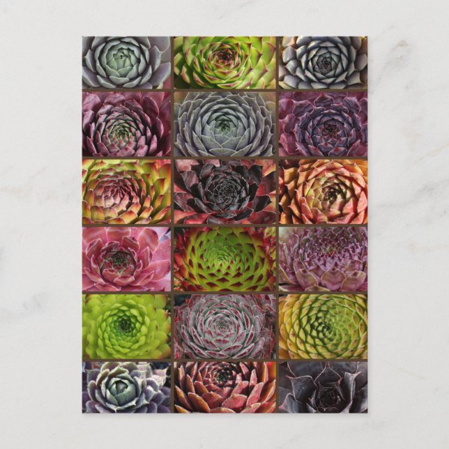 Sempervivum - Houseleek - Hauswurz - Collage Postcard (Front)