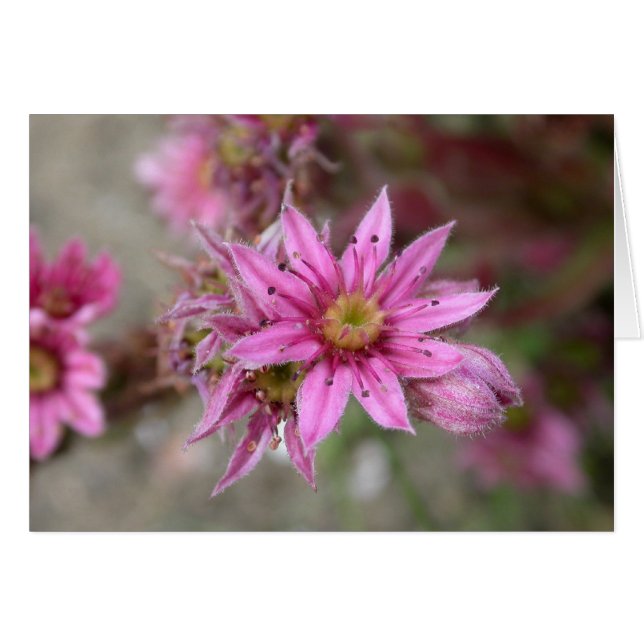 Sempervivum tectorum (Front Horizontal)