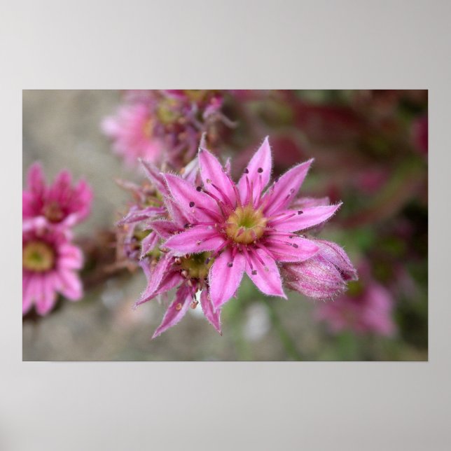 Sempervivum tectorum poster (Front)