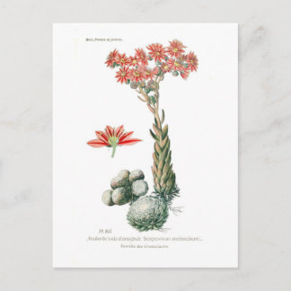 Semprvivum arachnoideum postcard