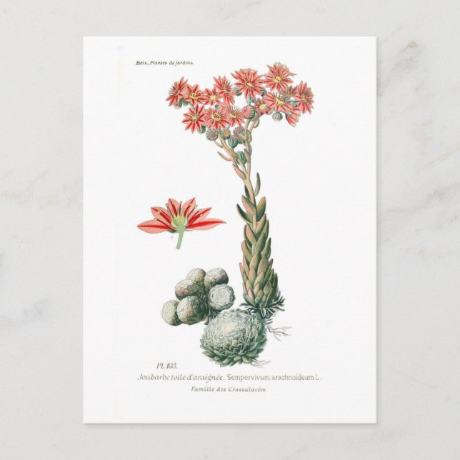 Semprvivum arachnoideum postcard (Front)