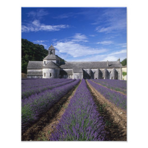 Senanque Abbey, Gordes, Vaucluse, Provence, Photo Print