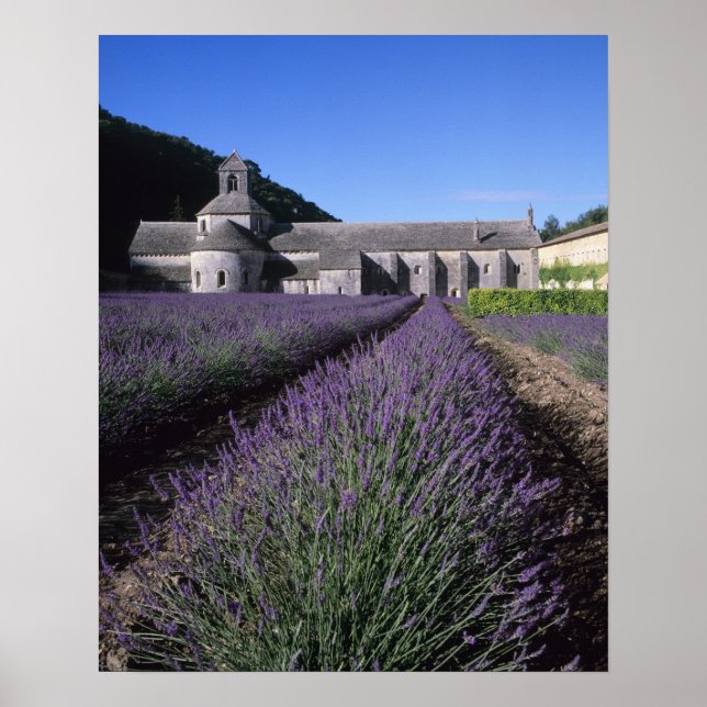 Senanque Abbey, Gordes, Vaucluse, Provence, Poster (Front)