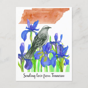 Sending Love Tennessee Mockingbird Iris Flower  Postcard
