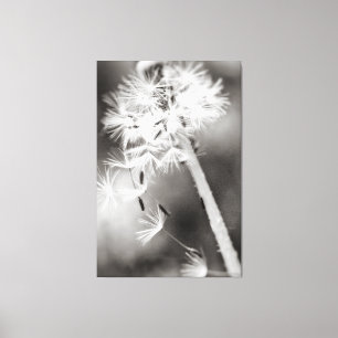 Sending Out Wishes Canvas Print