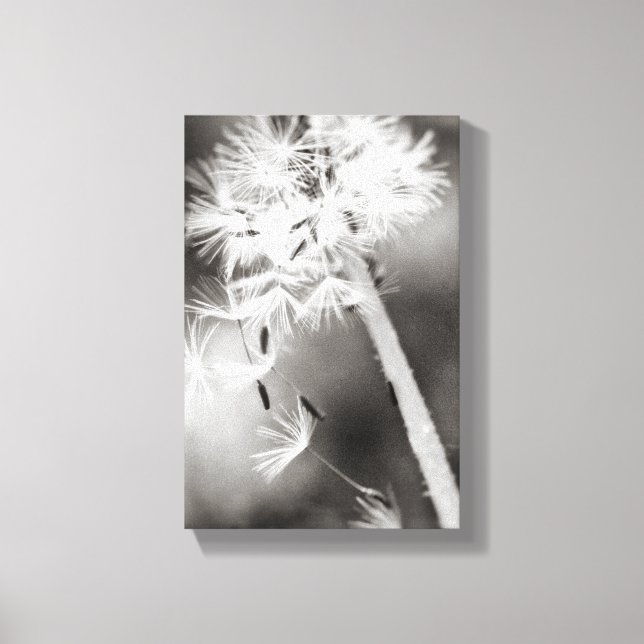 Sending Out Wishes Canvas Print (Front)